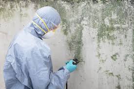 Best Real Estate Mold Inspection  in Pine Island, TX